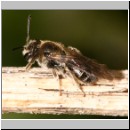 Andrena minutula - Sandbiene w01 7mm.jpg